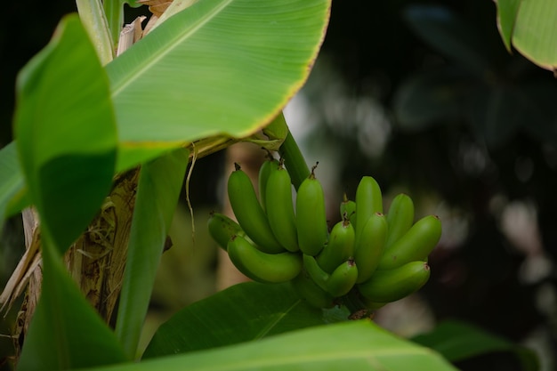 Photo les bananes vertes poussent sur un palmier près photographié il y a une place pour le texte