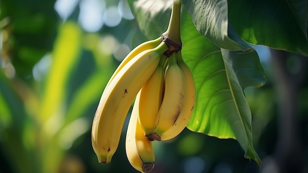 Un bananier avec un bouquet de bananes jaunes matures en croissance