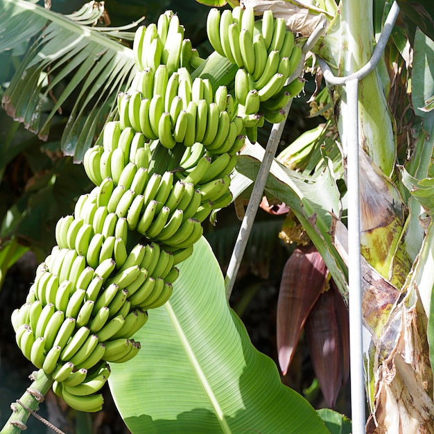 Bananier avec un bouquet de bananes