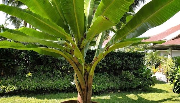 Un bananier dans le jardin