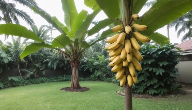 Un bananier dans le jardin