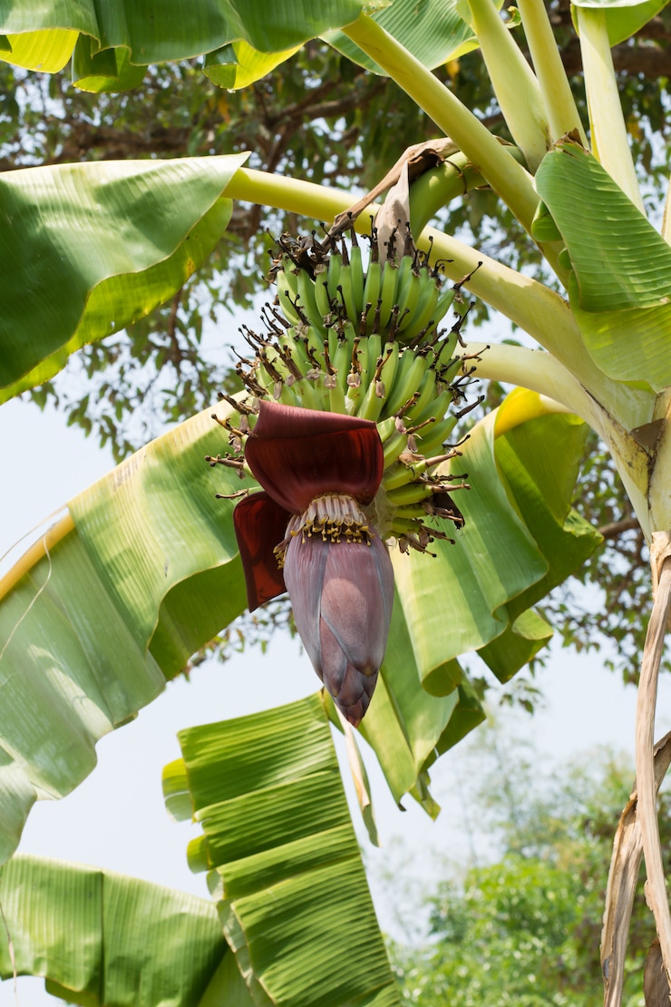 Photo bananier à la fleur de bananier