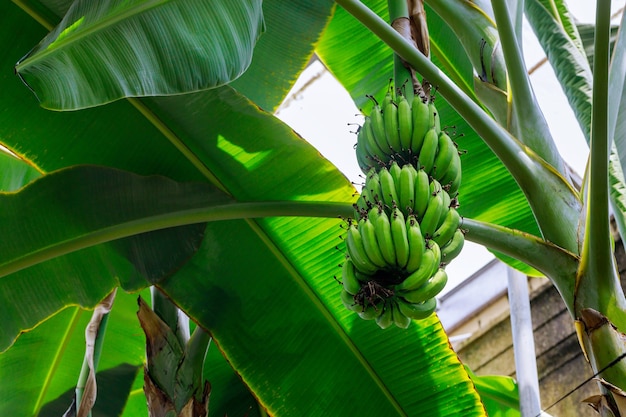 Bananier plantain avec des bananes vertes non mûres