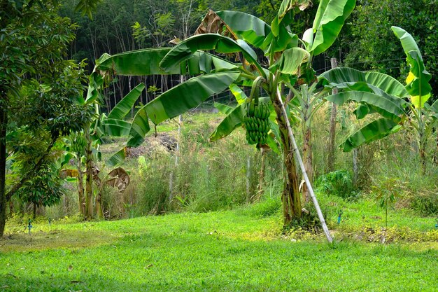 Le Bananier Porte Des Fruits Dans Le Jardin