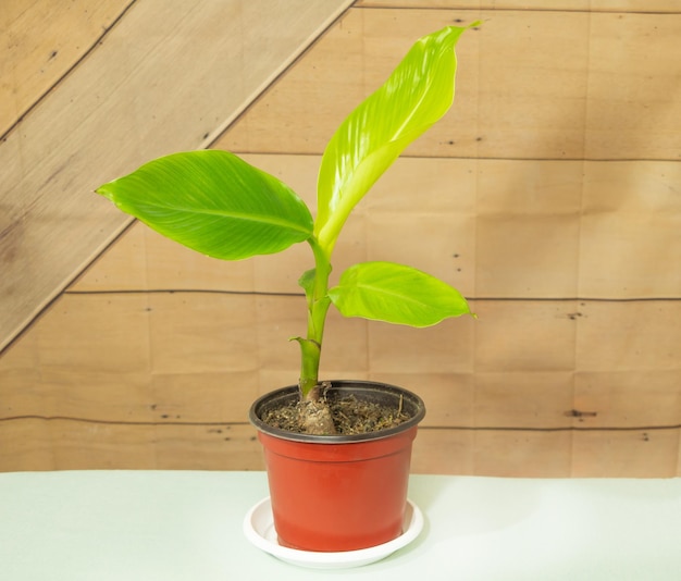 Bananier en pot avec quelques feuilles fraîchement cultivées