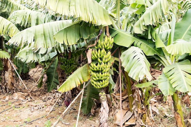 Bananier avec tas de bananes vertes mûres en croissance (Turquie / Alanya)