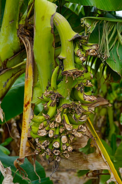 Bananier avec tas de bananes vertes mûres en croissance