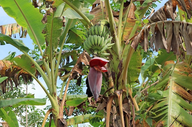 Bananier tropical avec ses fruits et inflorescence dans la campagne thaïlandaise