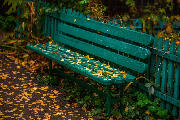 Banc d'automne vert menthe avec des feuilles de bouleau jaune le soir