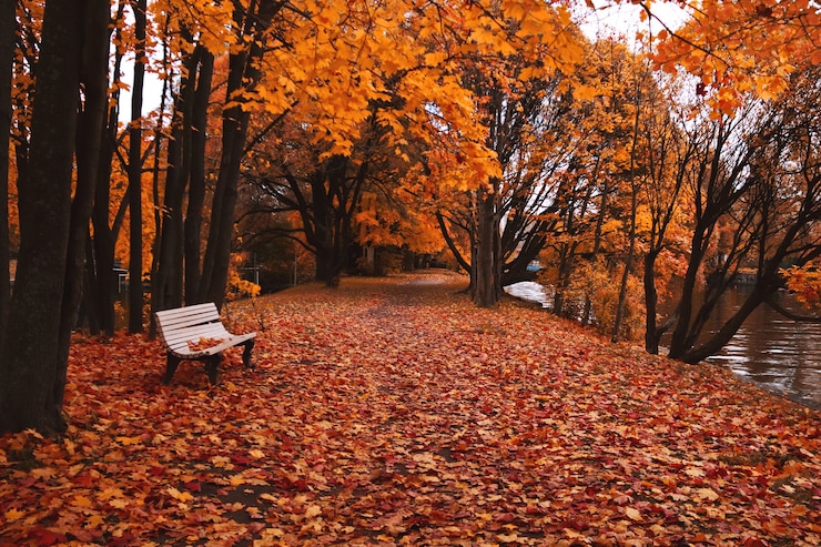 Photo banc blanc dans un parc d'automne sombre de nombreuses feuilles au sol