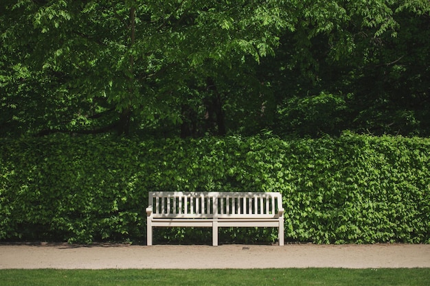 Banc blanc devant une haie de buisson