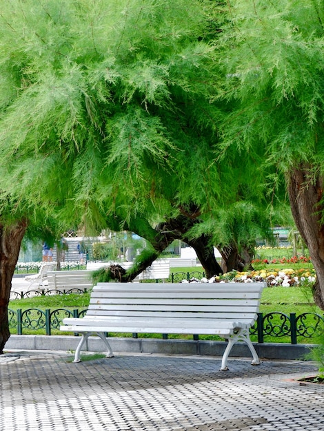 Banc blanc à l'ombre de tamarix pentandra arbre vert à l'extérieur dans le parc de San Sebastian Espagne
