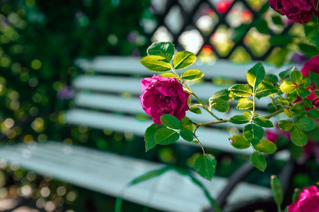 Banc blanc en roses dans le jardin d'été