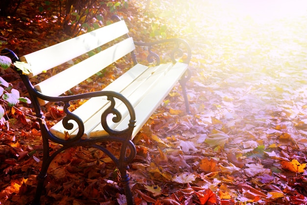 Banc blanc vide dans le parc ensoleillé d'automne avec, aux tons rétro