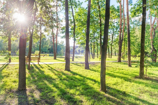 Banc en bois dans le beau parc ensoleillé vert