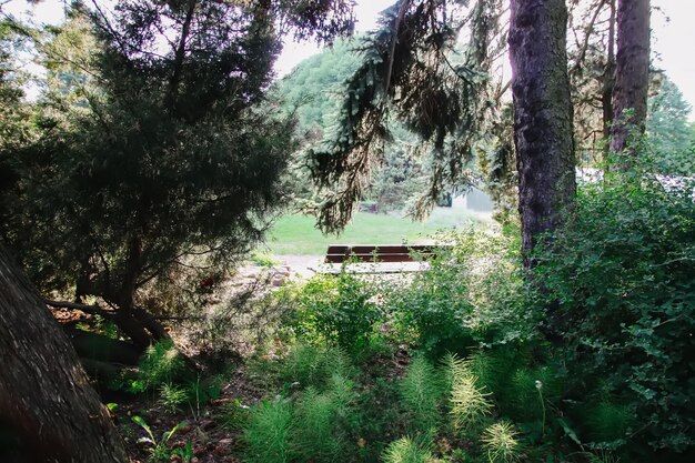 Banc en bois dans le parc de la ville au printemps.