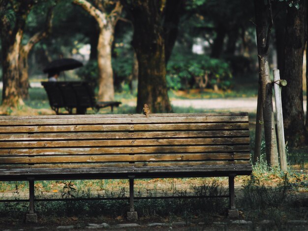 Photo banc en bois dans le parc