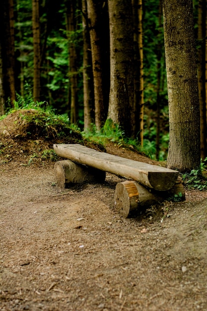 Un banc en bois dans une pinède