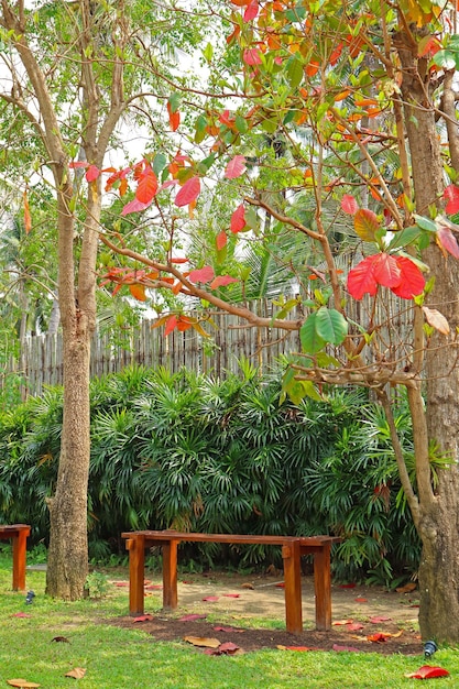 Photo banc en bois sous les amandiers tropicaux