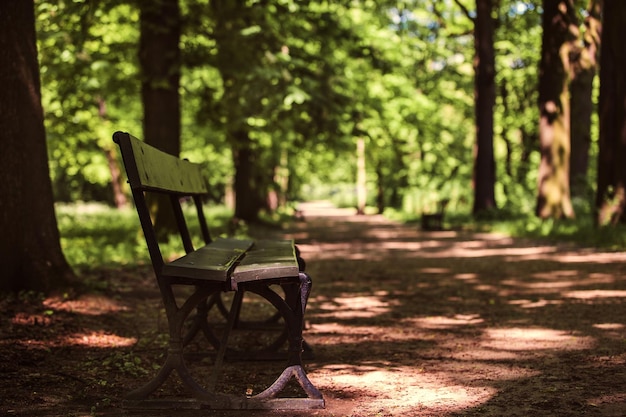 Banc dans les feuilles vertes de la forêt