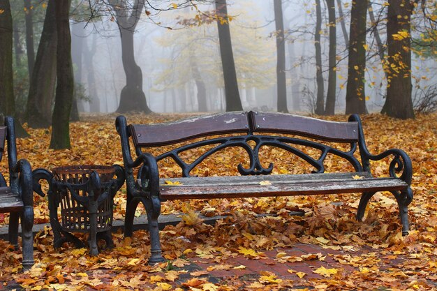 Banc dans le parc d'automne et beaucoup de feuilles jaunes