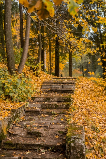 Banc dans le parc d'automne. Paysage d'automne