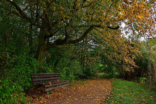 Banc dans le parc d&#39;automne