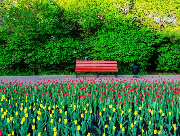 Un banc dans le parc près d'un parterre de fleurs avec des tulipes.