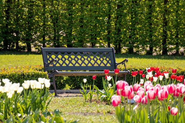 Un banc dans un parc avec des tulipes en arrière-plan.