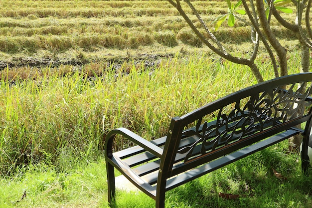 Banc en fer forgé noir sous l'arbre près de la rizière en période de récolte