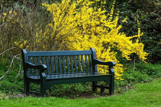 Banc de jardin et buissons à feuilles jaunes