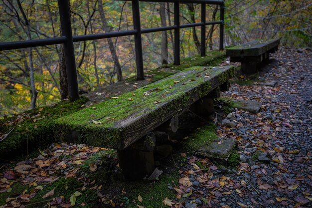 Un banc avec de la mousse dessus dans une forêt