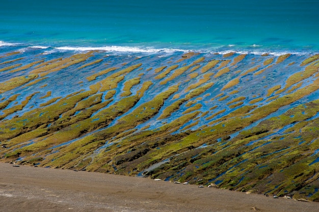 Le banc de pierres à marée basse Péninsule de Caleta Valdes Valdes Patagonie Argentine