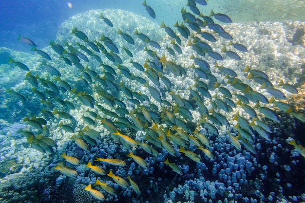Un banc de poissons au-dessus d'un récif corallien dans des eaux bleues profondes lors d'une plongée en Égypte