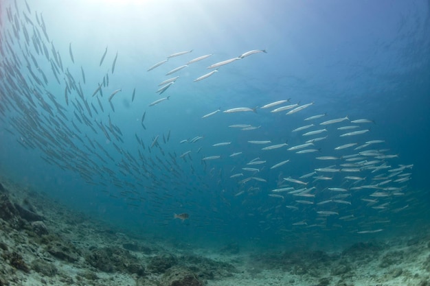 Banc de poissons Barracuda se bouchent dans la mer d'un bleu profond