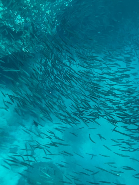 Un banc de poissons dans l'océan