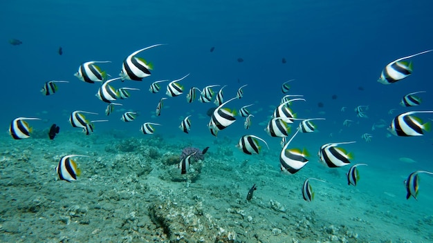 Un banc de poissons nage dans l'océan.