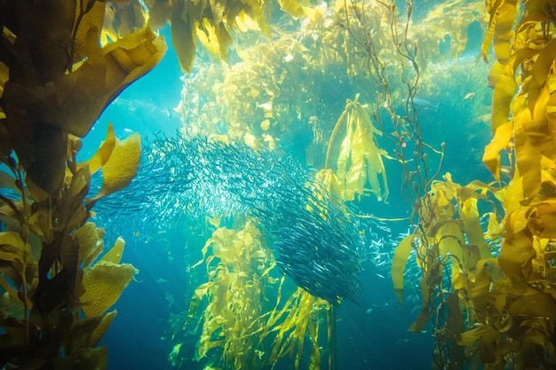 Un banc de poissons nageant dans la mer