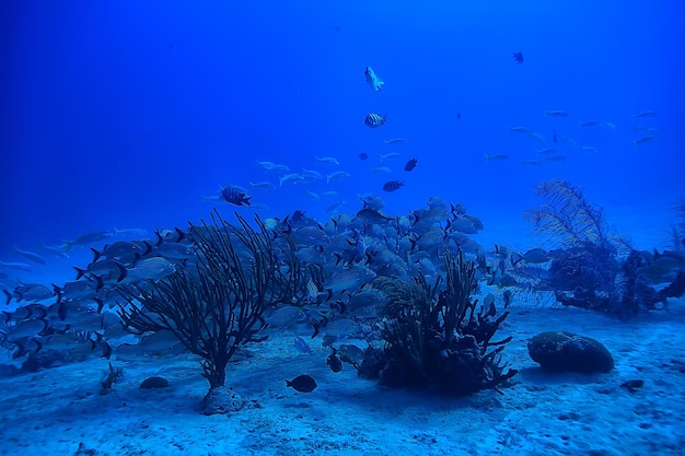 Banc de poissons photo sous-marine, Golfe du Mexique, Cancun, ressources halieutiques bio