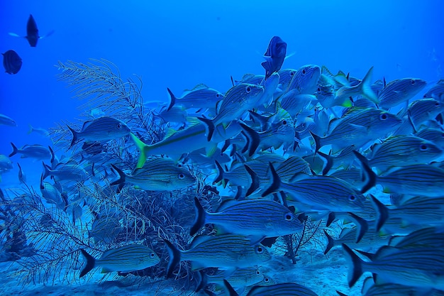 banc de poissons photo sous-marine, golfe du Mexique, Cancun, ressources de pêche bio