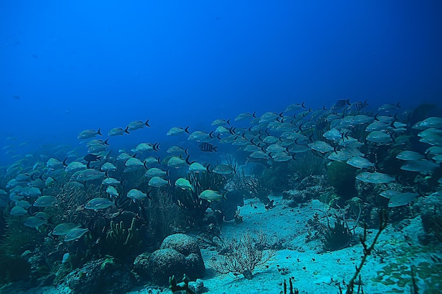 banc de poissons photo sous-marine, golfe du Mexique, Cancun, ressources de pêche bio