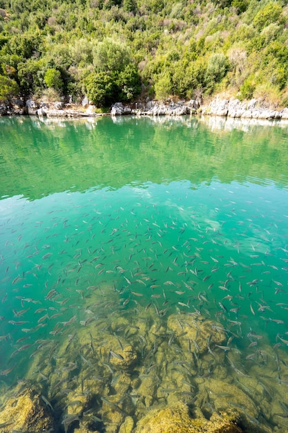 Banc de poissons poissons sous-marins dans la mer