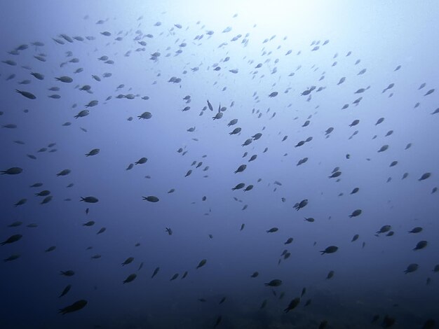 Banc de poissons sous l'eau