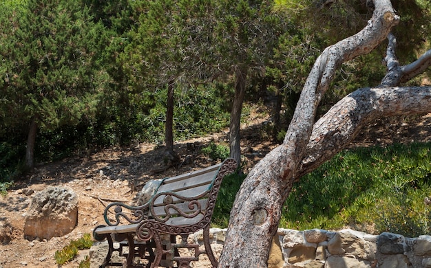 Banc près de vieil arbre dans le parc de conifères en Grèce