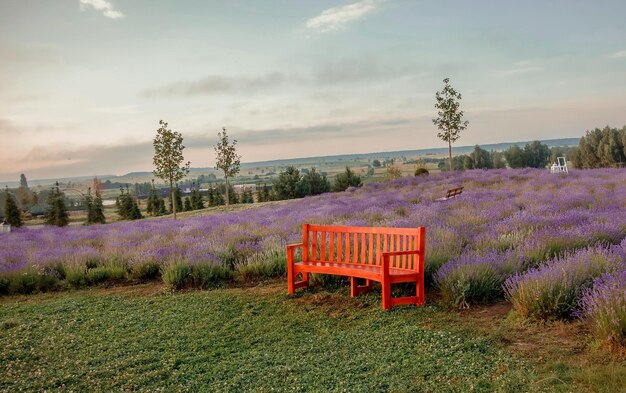 Un banc rouge se trouve dans un champ de lavande.