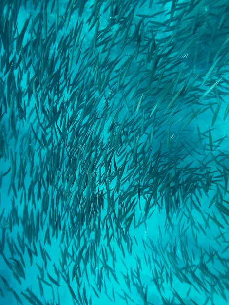 Un banc de sardines nage dans l'océan.