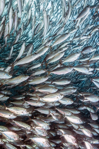 Photo un banc de sardines sous l'eau