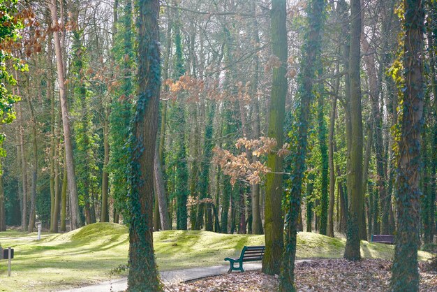 Photo banc sur le sentier au milieu des pins dans le parc