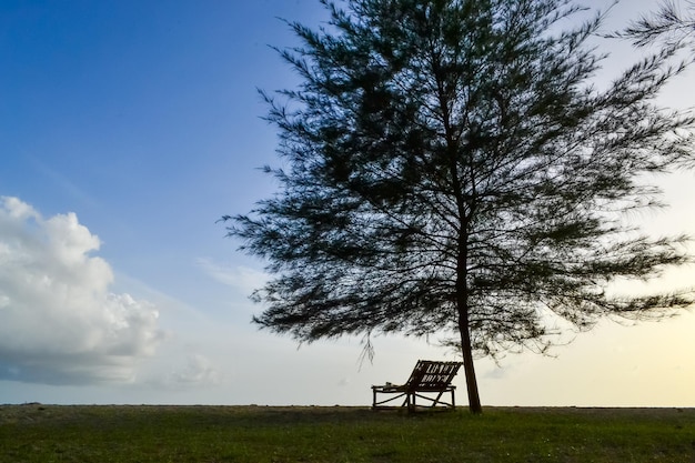 Un banc sous un arbre avec le soleil couchant derrière lui