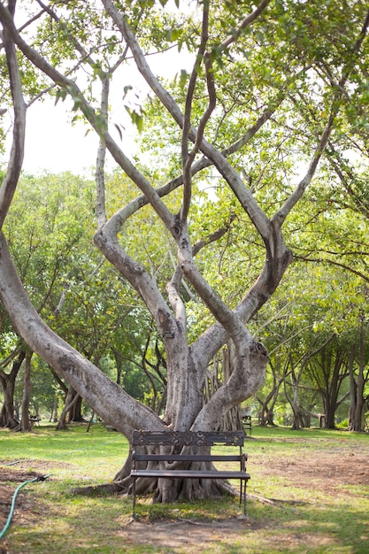 Banc sous l&#39;arbre